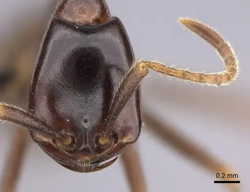 Dorylus nigricans - CASENT0094100