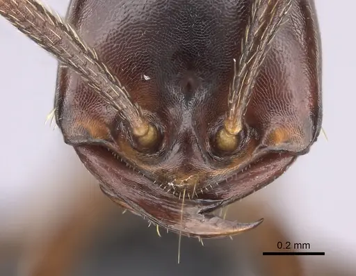 Dorylus nigricans - CASENT0094100