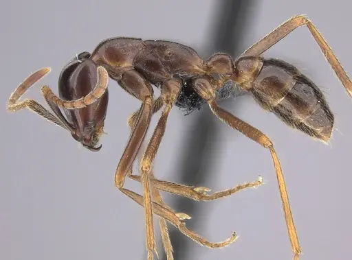 Dorylus nigricans - CASENT0094100