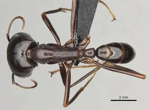 Dorylus nigricans - CASENT0094125