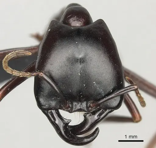 Dorylus nigricans - CASENT0094125