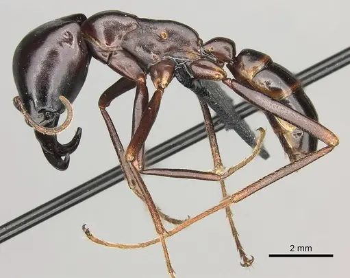 Dorylus nigricans - CASENT0094125