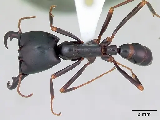 Dorylus nigricans - CASENT0172636