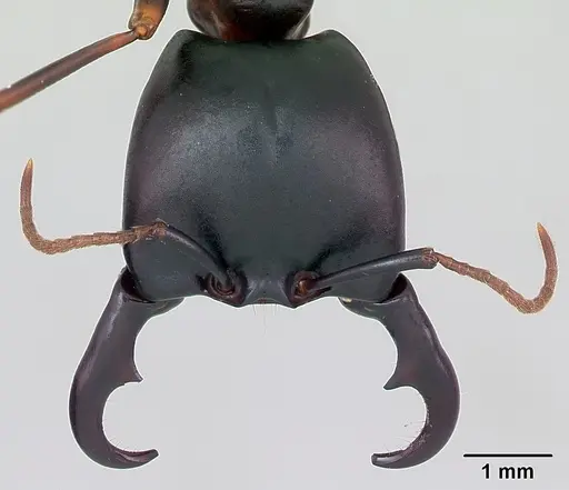 Dorylus nigricans - CASENT0172636