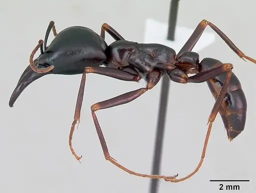 Dorylus nigricans - CASENT0172636