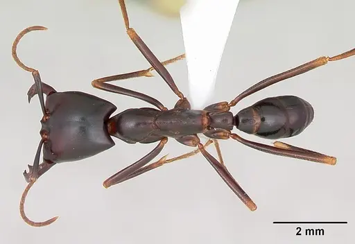 Dorylus nigricans - CASENT0172637