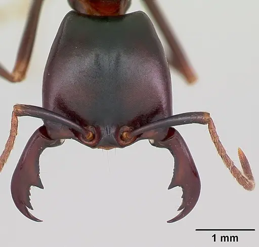 Dorylus nigricans - CASENT0172637