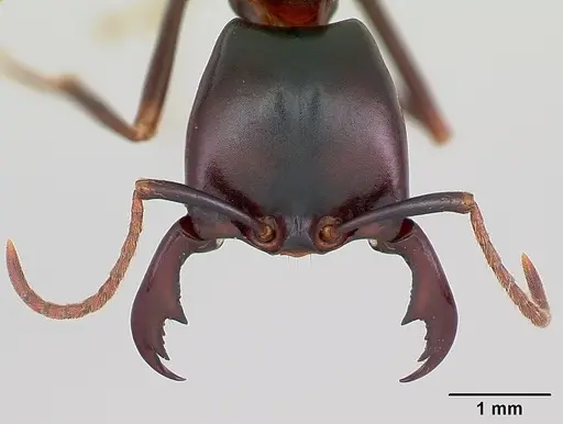 Dorylus nigricans - CASENT0172637