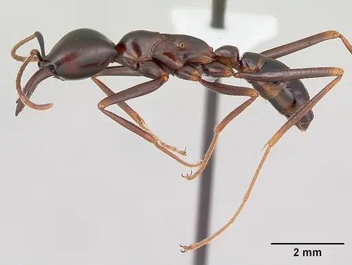 Dorylus nigricans - CASENT0172637