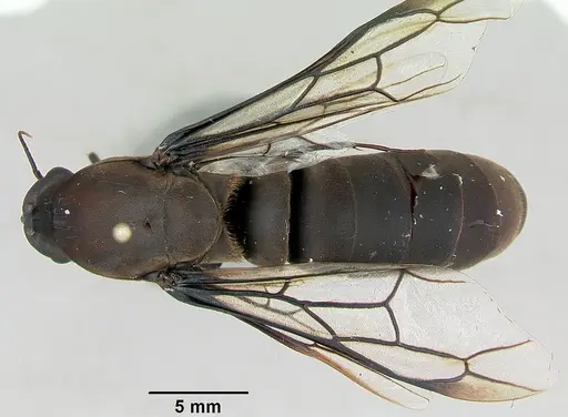 Dorylus nigricans - CASENT0172641