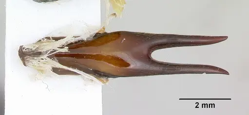 Dorylus nigricans - CASENT0172641