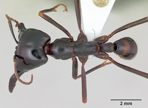 Dorylus nigricans - CASENT0172642