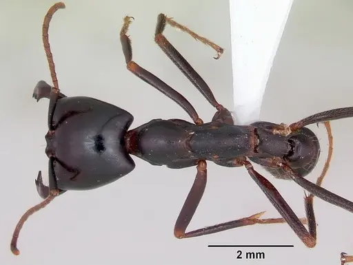 Dorylus nigricans - CASENT0172643