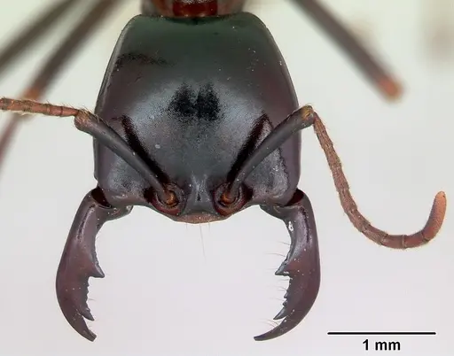 Dorylus nigricans - CASENT0172643