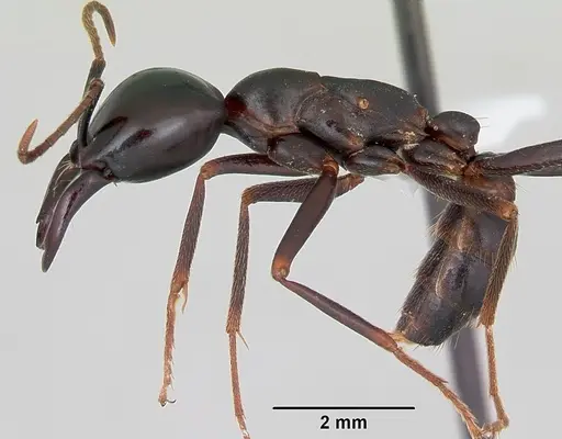 Dorylus nigricans - CASENT0172643