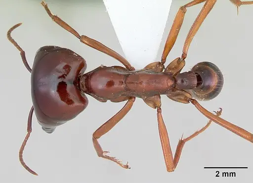 Dorylus nigricans - CASENT0172646