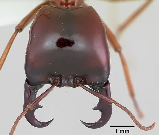 Dorylus nigricans - CASENT0172646