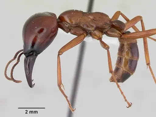 Dorylus nigricans - CASENT0172646