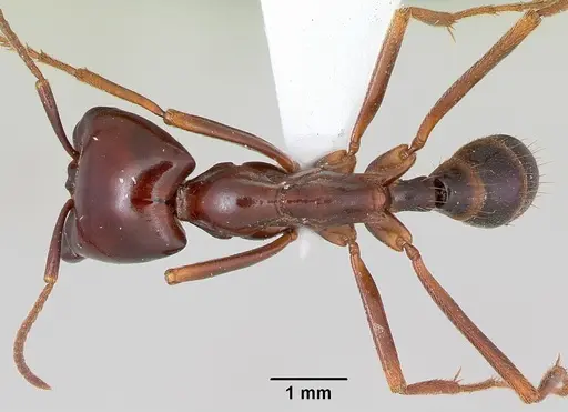 Dorylus nigricans - CASENT0172647