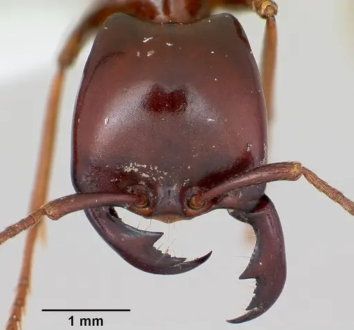 Dorylus nigricans - CASENT0172647