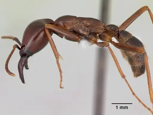 Dorylus nigricans - CASENT0172647