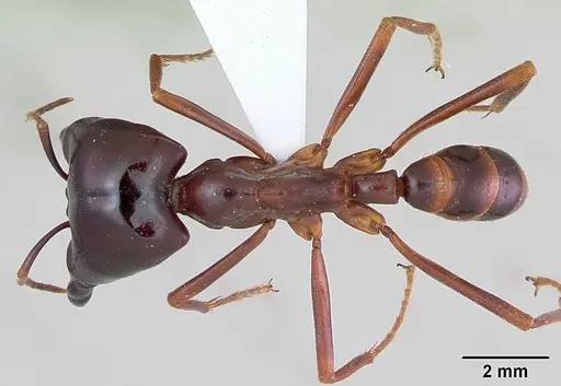 Dorylus nigricans - CASENT0172648