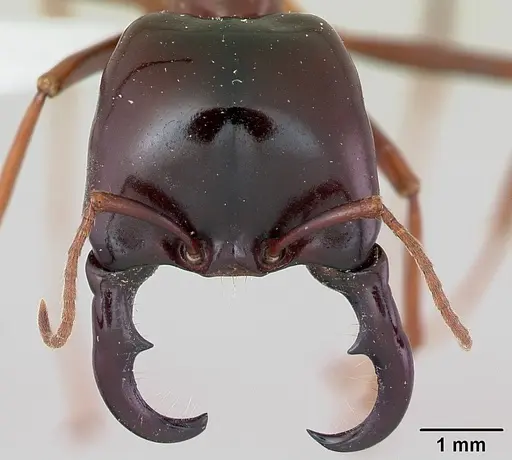 Dorylus nigricans - CASENT0172648