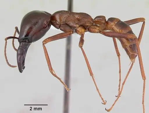 Dorylus nigricans - CASENT0172648