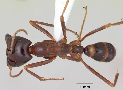 Dorylus nigricans - CASENT0172649