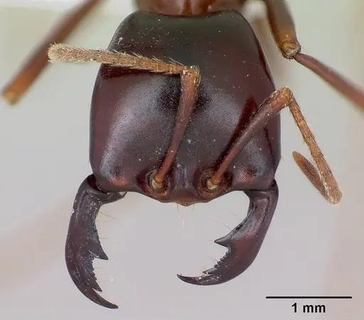 Dorylus nigricans - CASENT0172649