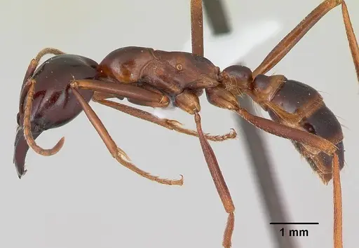 Dorylus nigricans - CASENT0172649