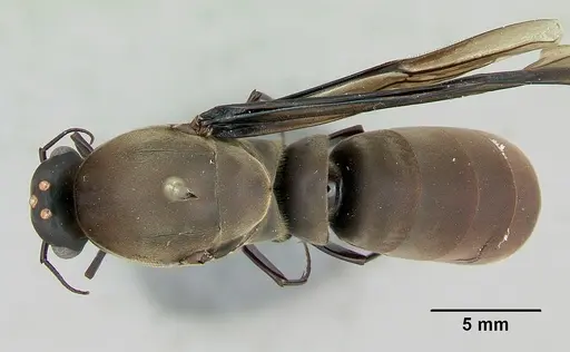 Dorylus nigricans - CASENT0172650