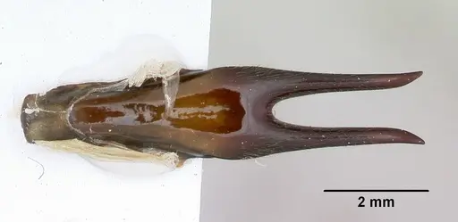 Dorylus nigricans - CASENT0172650