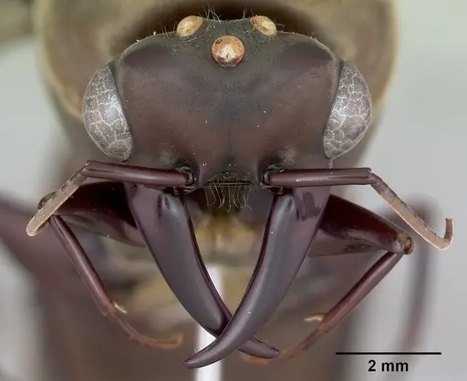 Dorylus nigricans - CASENT0172650