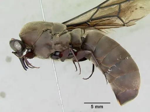 Dorylus nigricans - CASENT0172650