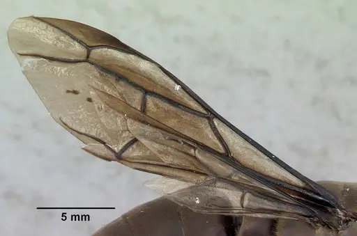 Dorylus nigricans - CASENT0172650