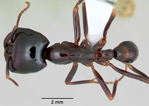 Dorylus nigricans - CASENT0172651