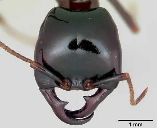 Dorylus nigricans - CASENT0172651