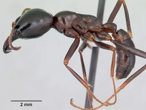 Dorylus nigricans - CASENT0172651