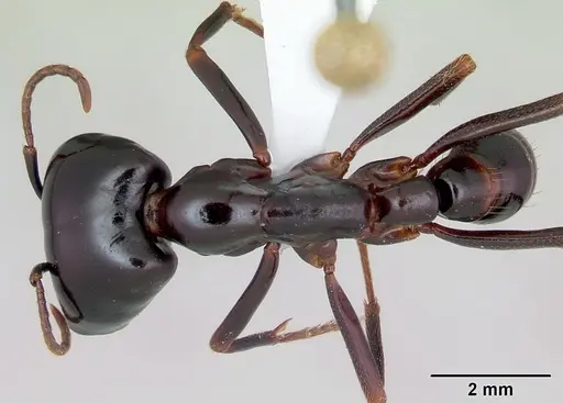 Dorylus nigricans - CASENT0172652