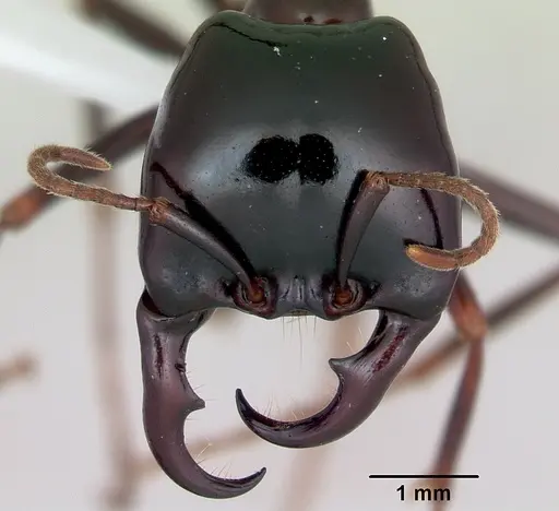 Dorylus nigricans - CASENT0172652