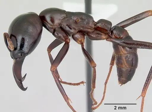 Dorylus nigricans - CASENT0172652