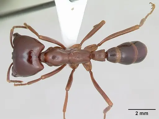 Dorylus nigricans - CASENT0172660