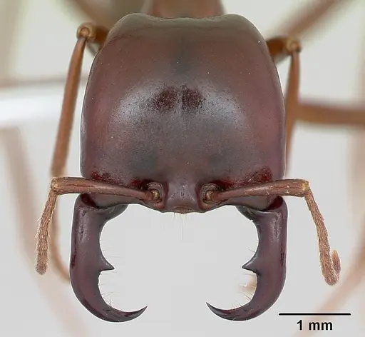 Dorylus nigricans - CASENT0172660