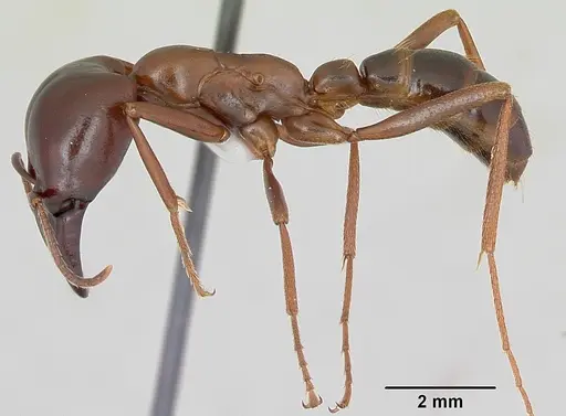 Dorylus nigricans - CASENT0172660