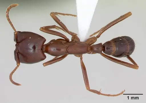 Dorylus nigricans - CASENT0172661