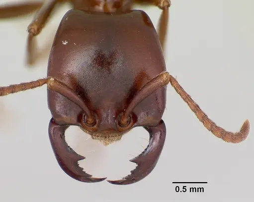 Dorylus nigricans - CASENT0172661