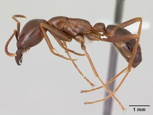 Dorylus nigricans - CASENT0172661