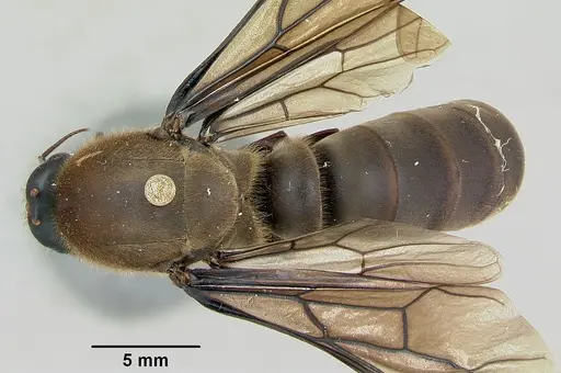 Dorylus nigricans - CASENT0172662