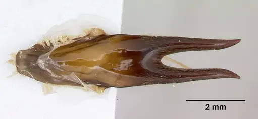 Dorylus nigricans - CASENT0172662